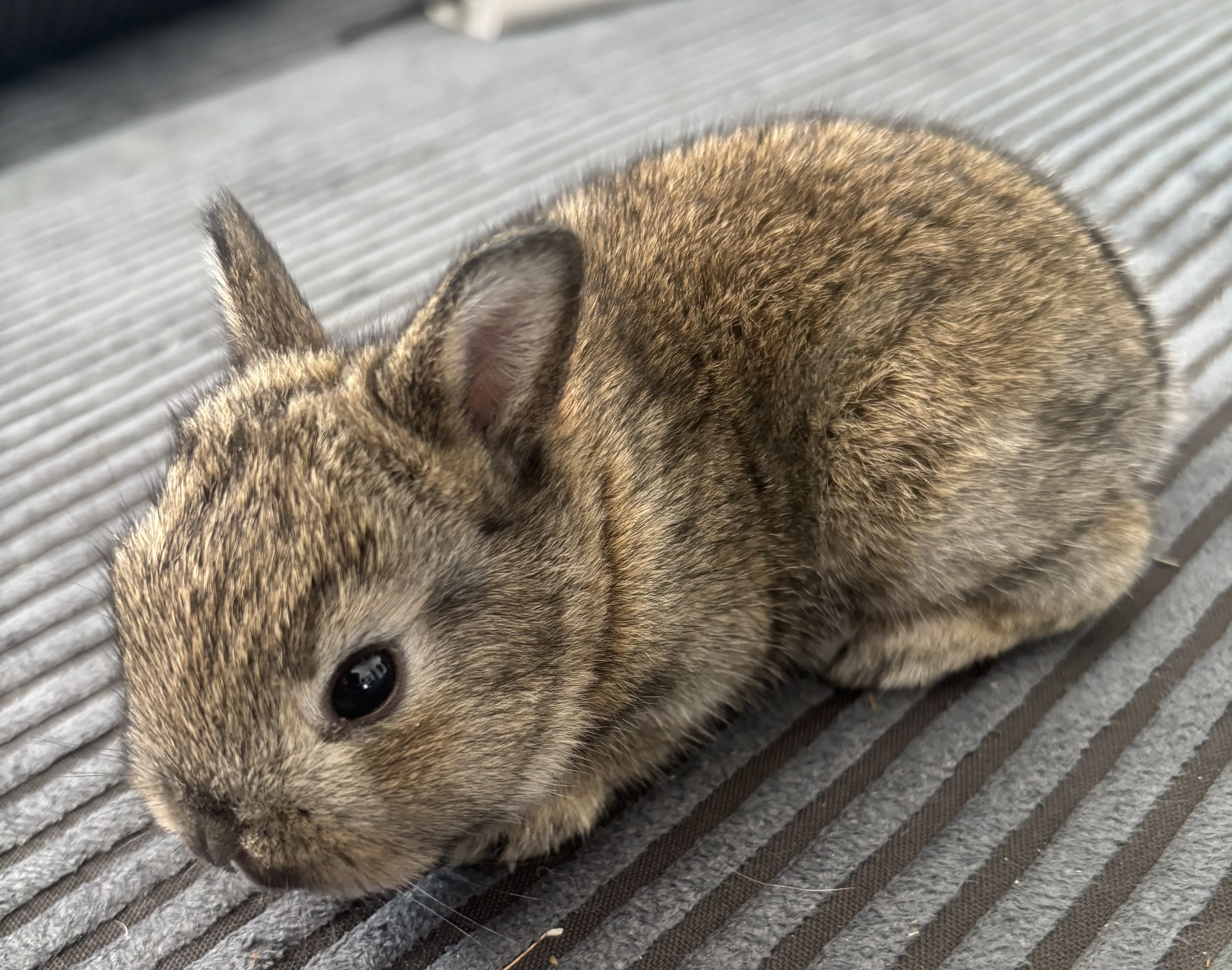 🐰 Króliczki rosną coraz szybciej – zobacz, jak dziś wyglądają