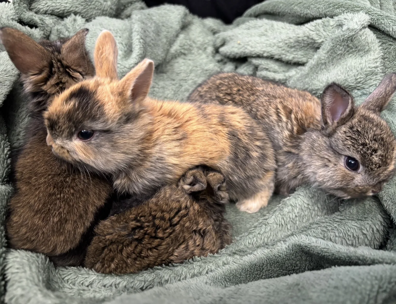🐰 Króliczki z UciPuci coraz bardziej przypominają miniaturowe kuleczki futerka